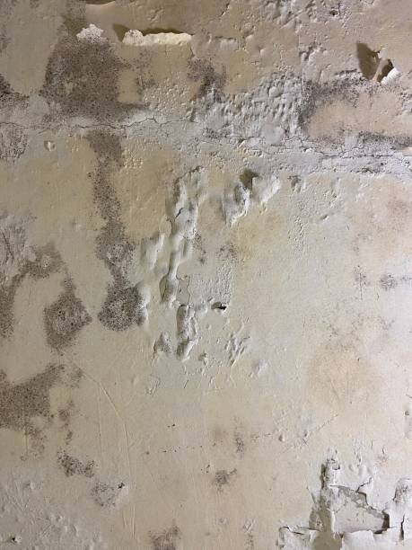 Best Mold Testing  in South Padre Island, TX